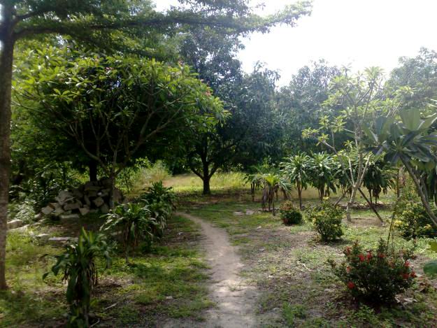 Xây Nhà Trên Đất Trồng Cây Lâu Năm – Hướng Dẫn Toàn Diện