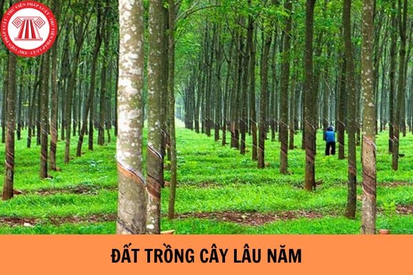 Xây Nhà Trên Đất Trồng Cây Lâu Năm – Hướng Dẫn Toàn Diện