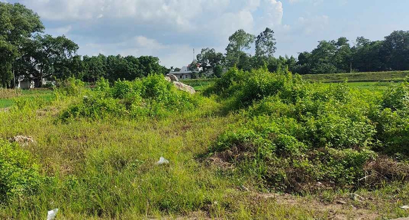 Xây Nhà Trên Đất Trồng Cây Lâu Năm – Hướng Dẫn Toàn Diện