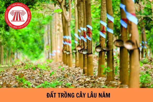 Xây Nhà Cấp 4 Trên Đất Trồng Cây Lâu Năm – Giải Pháp Tối Ưu Cho Ngôi Nhà Của Bạn