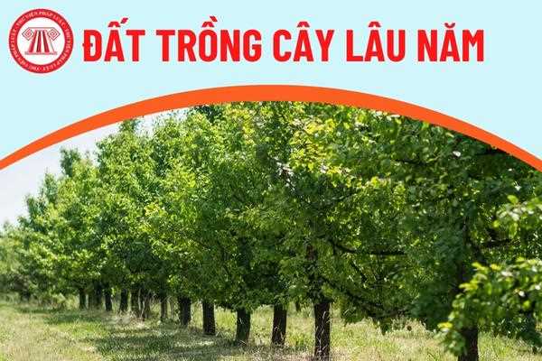 Xây Nhà Cấp 4 Trên Đất Trồng Cây Lâu Năm - Giải Pháp Tối Ưu Cho Ngôi Nhà Của Bạn